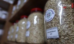 Muğla’nın Ata Tohumları Ülke Toprakları ile Buluşmaya Devam Ediyor