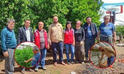 Karaçulha’da Seralara Domuz Saldırısı