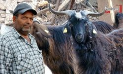 Kurbanlık Satışında Hareketlilik Başladı