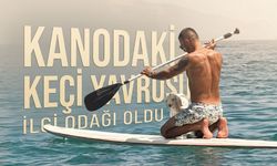 Kanodaki Keçi Yavrusu İlgi Odağı Oldu
