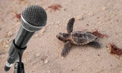 Çalış Sahili’nde Caretta Alarmı: Müzik Yayınına 819 Bin TL Ceza