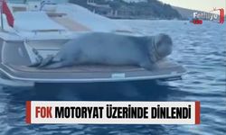 Fok Motoryat Üzerinde Dinlendi