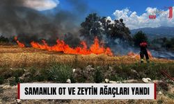Samanlık Ot ve Zeytin Ağaçları Yandı