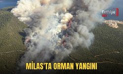 Milas'ta Orman Yangını