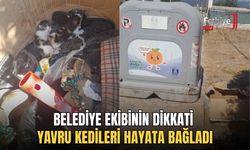 Belediye Ekibinin Dikkati Yavru Kedileri Hayata Bağladı