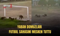 Yaban Domuzları Futbol Sahasını Mesken Tuttu
