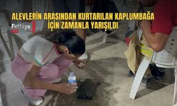 Alevlerin Arasından Kurtarılan Kaplumbağa İçin Zamanla Yarışıldı