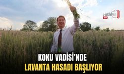 Koku Vadisi’nde Lavanta Hasadı Başlıyor