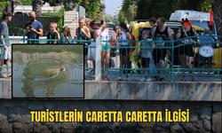Turistlerin Caretta Caretta İlgisi