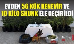 Evden 56 Kök Kenevir ve 10 Kilo Skunk Ele Geçirildi