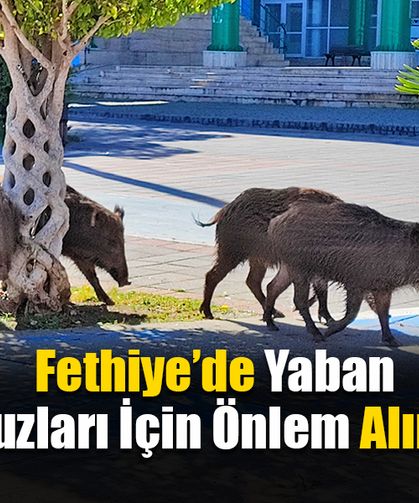 Fethiye’de Yaban Domuzları İçin Önlem Alınacak