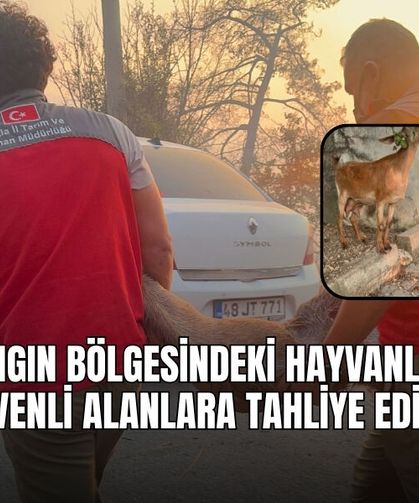 Yangın Bölgesindeki Hayvanlar Güvenli Alanlara Tahliye Edildi