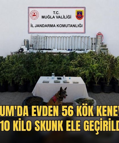 Bodrum'da Evden 56 Kök Kenevir Ve 10 Kilo Skunk Ele Geçirildi