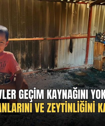 Alevler Geçim Kaynağını Yok Etti: Hayvanlarını Ve Zeytinliğini Kaybetti