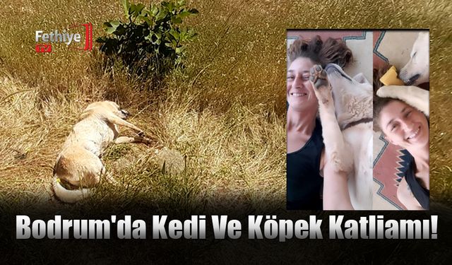 Bodrum'da Kedi Ve Köpek Katliamı