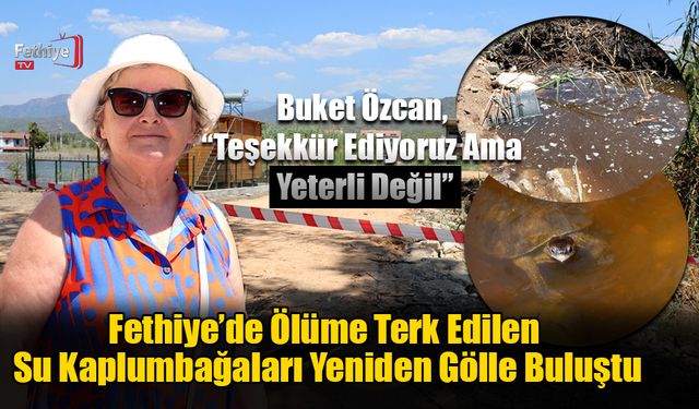 Fethiye’de Ölüme Terk Edilen Su Kaplumbağaları Yeniden Gölle Buluştu