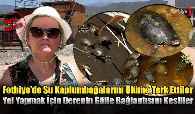 Fethiye’de Su Kaplumbağalarını Ölüme Terk Ettiler