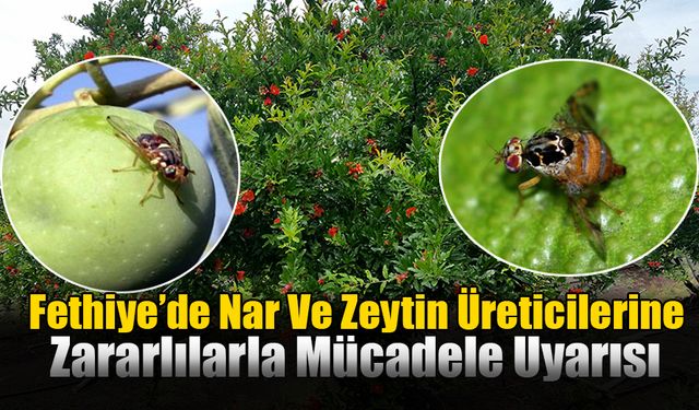 Fethiye’de Nar Ve Zeytin Üreticilerine Zararlılarla Mücadele Uyarısı