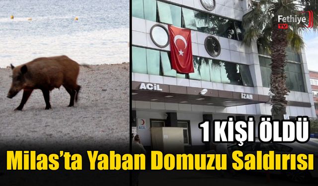 Yaban Domuzu Saldırısında 1 Kişi Öldü