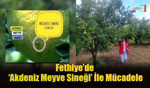 Fethiye’de Akdeniz Meyve Sineği İle Mücadele