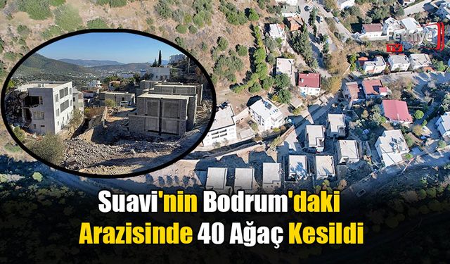 Suavi'nin Bodrum'daki Arazisinde 40 Ağaç Kesildi