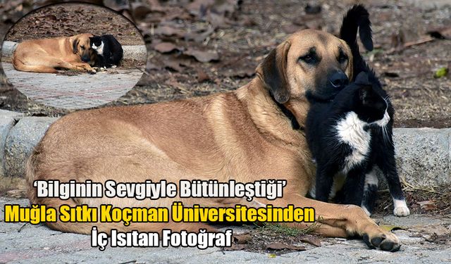 Kedi Ve Köpeğin Dostluğu, Objektife Yansıdı