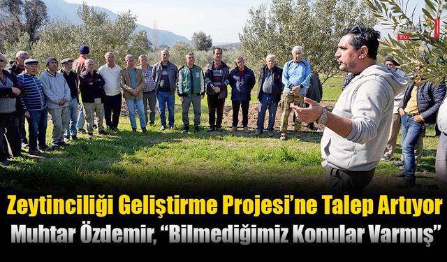 Zeytinciliği Geliştirme Projesi’ne Talep Artıyor