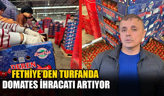 Fethiye’den Turfanda Domates İhracatı Artıyor