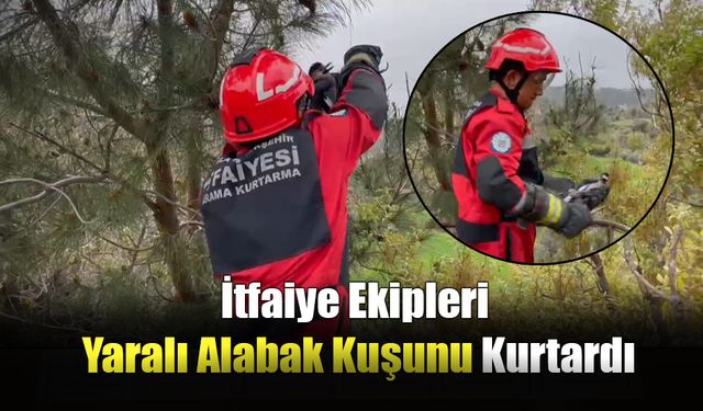 İtfaiye Ekipleri Yaralı Alabak Kuşunu Kurtardı