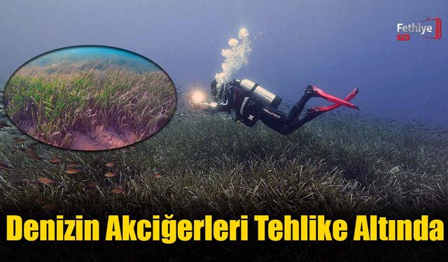 Denizin Akciğerleri Tehlike Altında