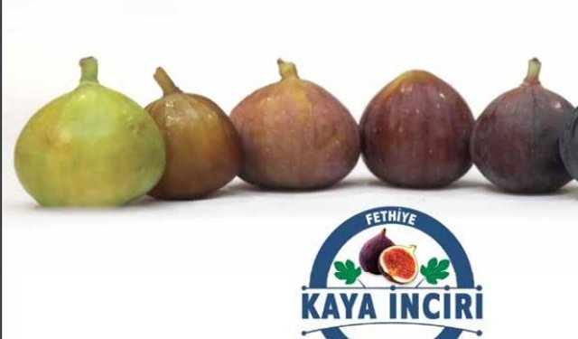 Fethiye'nin Siyah İncisi : Kaya İnciri 2025