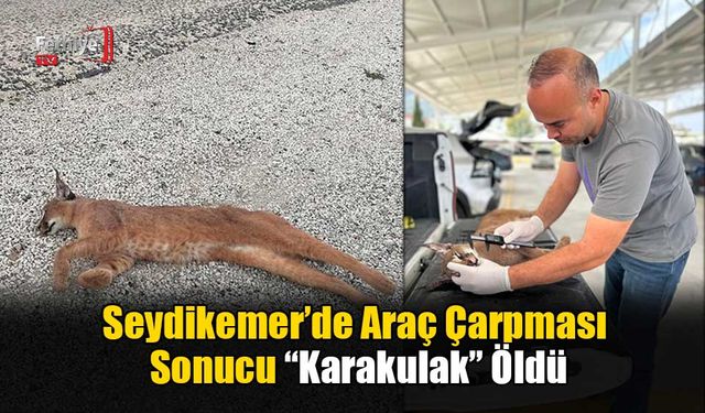 Seydikemer’de Araç Çarpması Sonucu “Karakulak” Öldü