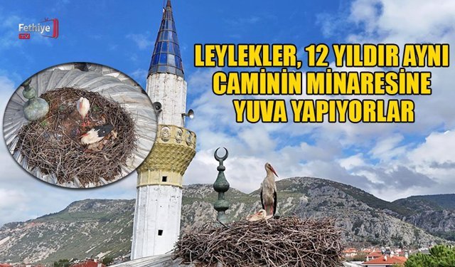 Leylekler, 12 Yıldır Aynı Caminin Minaresine Yuva Yapıyorlar