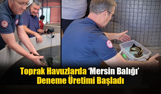 Toprak Havuzlarda ‘Mersin Balığı’ Deneme Üretimi Başladı