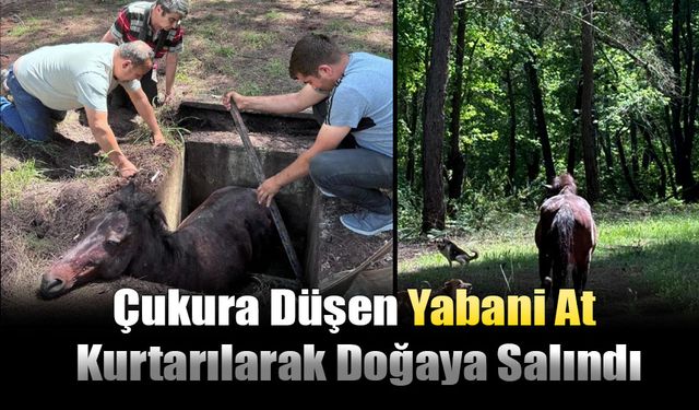 Çukura Düşen Yabani At Kurtarılarak Doğaya Salındı
