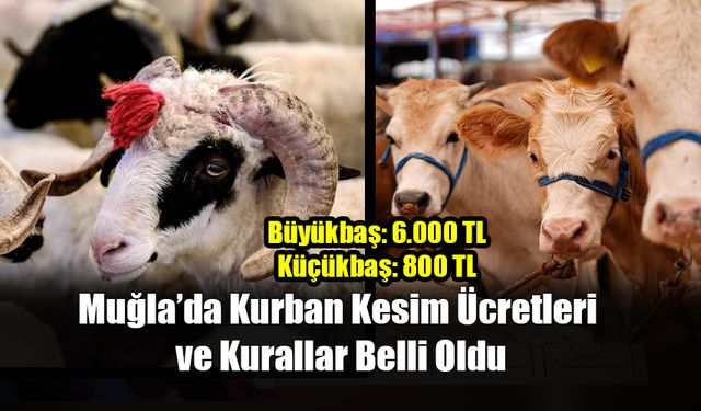 Muğla’da Kurban Kesim Ücretleri ve Kurallar Belli Oldu
