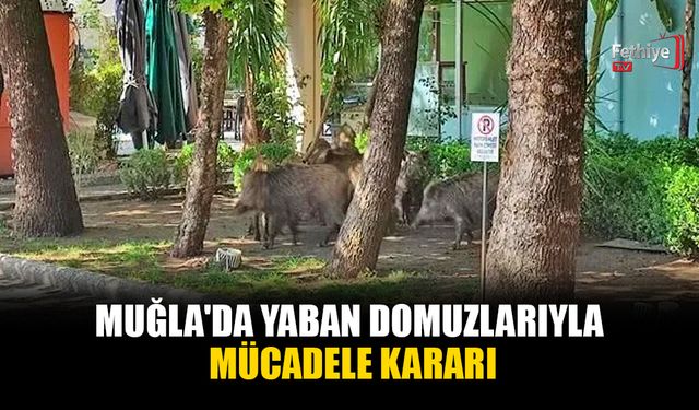 Muğla'da Yaban Domuzlarıyla Mücadele Kararı