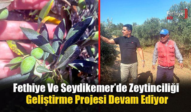 Fethiye Ve Seydikemer’de Zeytinciliği Geliştirme Projesi Devam Ediyor