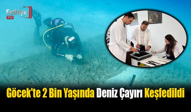 Göcek'te 2 Bin Yaşında Deniz Çayırı Keşfedildi