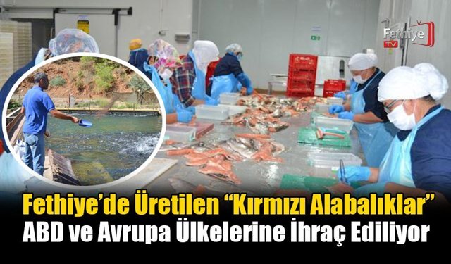 Fethiye’de Üretilen “Kırmızı Alabalıklar” ABD ve Avrupa Ülkelerine İhraç Ediliyor