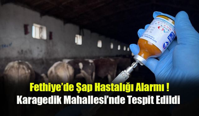Fethiye’de Şap Hastalığı Alarmı !