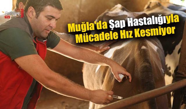Şap Hastalığıyla Mücadele Hız Kesmiyor