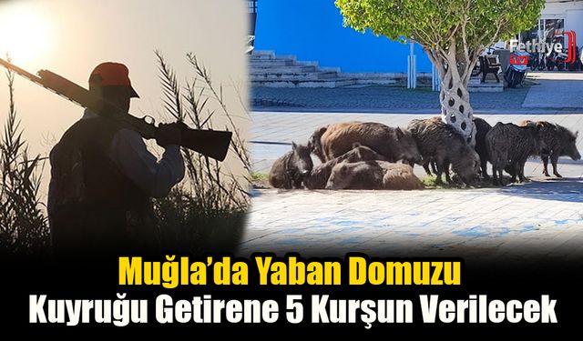 Muğla’da Yaban Domuzu Kuyruğu Getirene 5 Kurşun Verilecek