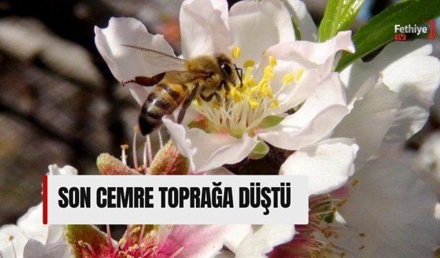 Son Cemre Toprağa Düştü