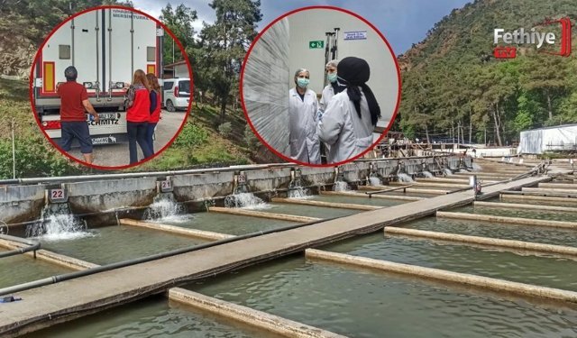 Fethiye’den Hollanda’ya Gönderilecek Alabalıklar Denetlendi