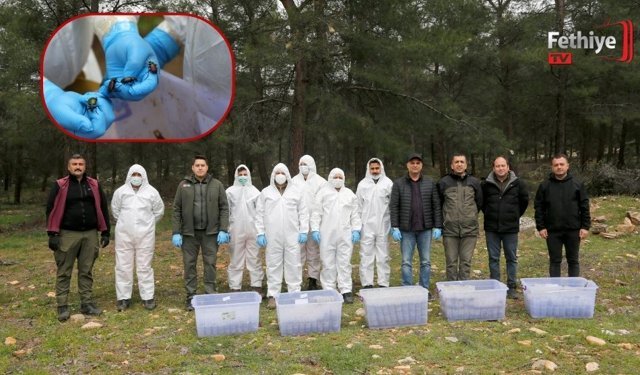 Terminatör Böcekler İş Başında