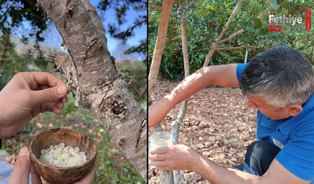Fethiye’de Sakız Ağacı Deneme Bahçesi Dikkat Çekiyor