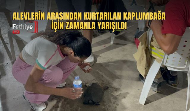 Alevlerin Arasından Kurtarılan Kaplumbağa İçin Zamanla Yarışıldı