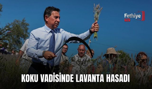 Koku Vadisinde Lavanta Hasadı