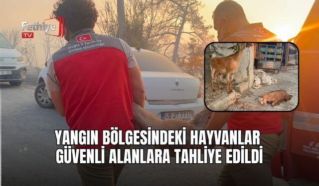 Yangın Bölgesindeki Hayvanlar Güvenli Alanlara Tahliye Edildi